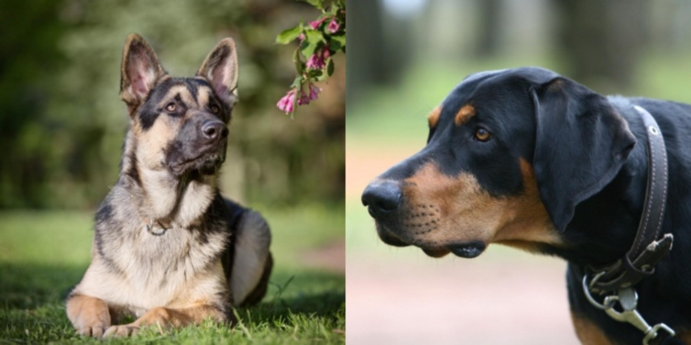 Lithuanian Hound vs East European Shepherd - Breed Comparison