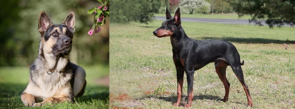 Manchester Terrier vs East European Shepherd - Breed Comparison