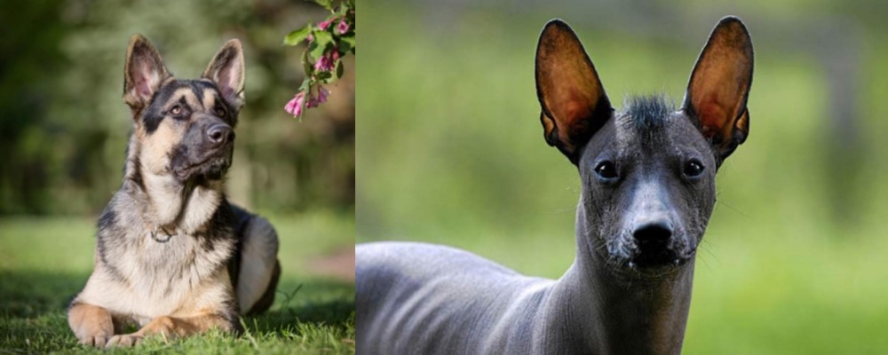 Mexican Hairless vs East European Shepherd - Breed Comparison