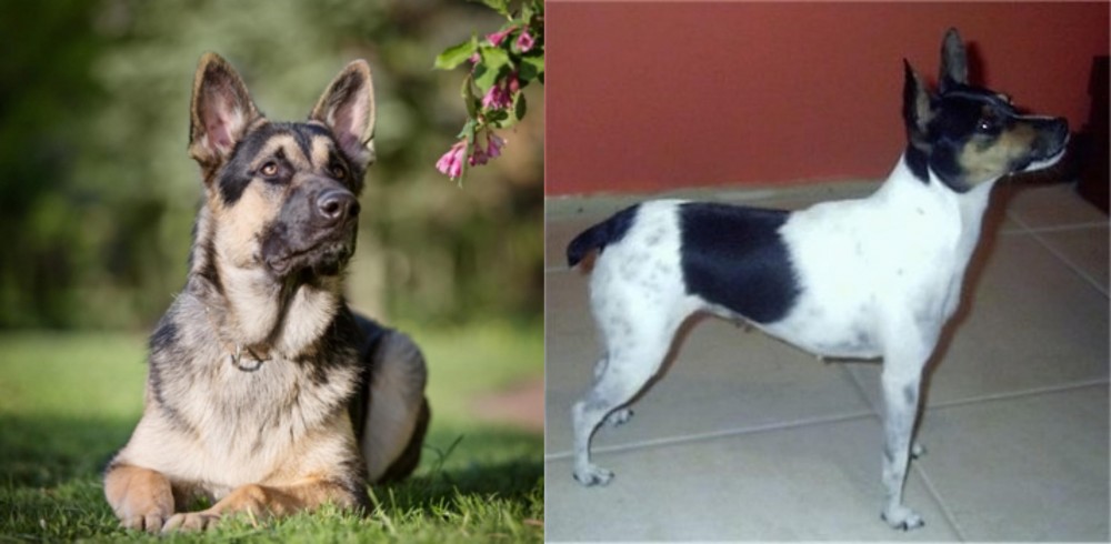 Miniature Fox Terrier vs East European Shepherd - Breed Comparison