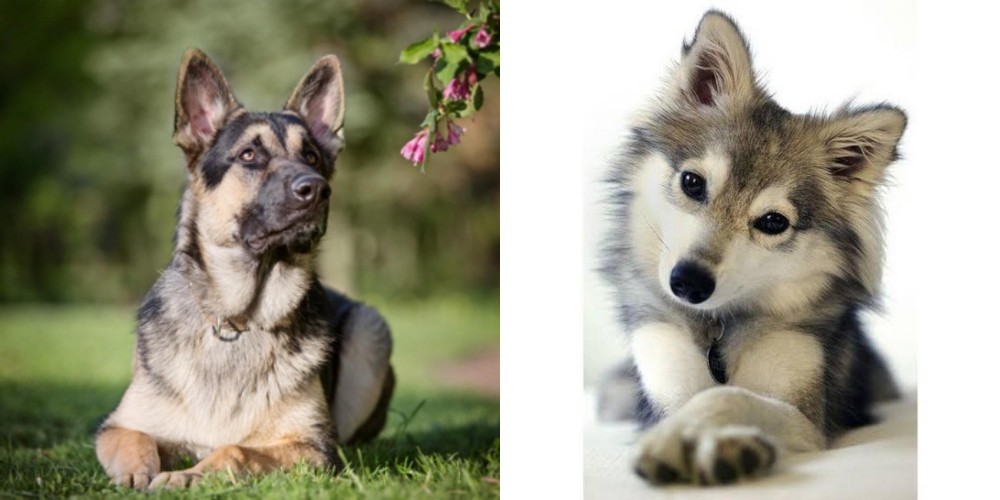 Miniature Siberian Husky vs East European Shepherd - Breed Comparison
