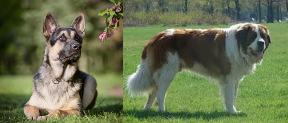 Moscow Watchdog vs East European Shepherd - Breed Comparison