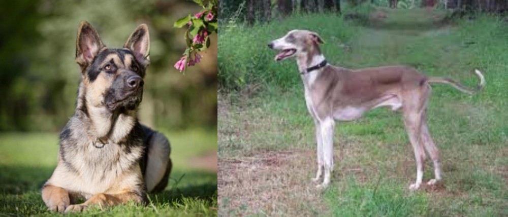 Mudhol Hound vs East European Shepherd - Breed Comparison