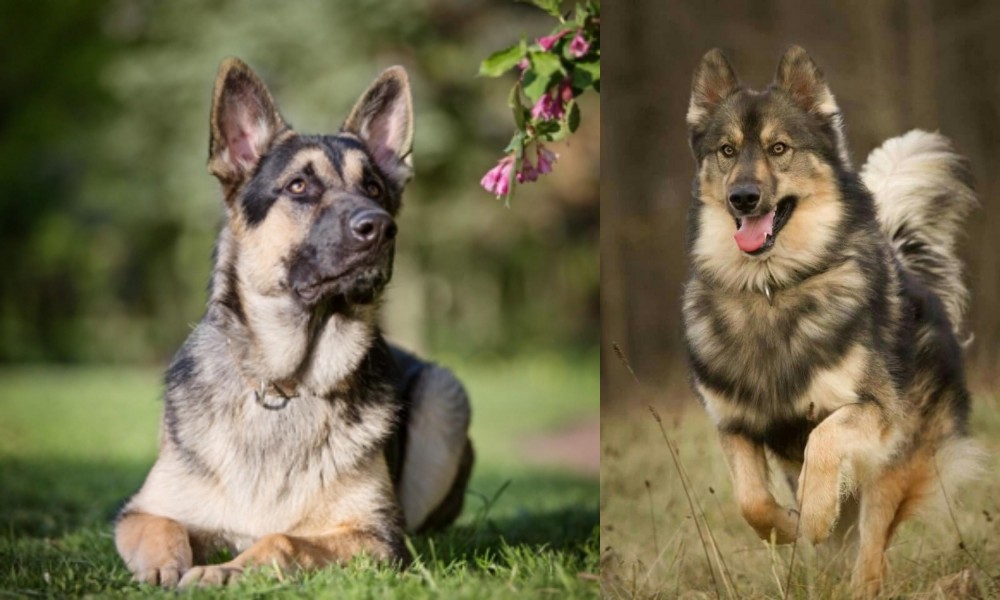 Native American Indian Dog vs East European Shepherd - Breed Comparison