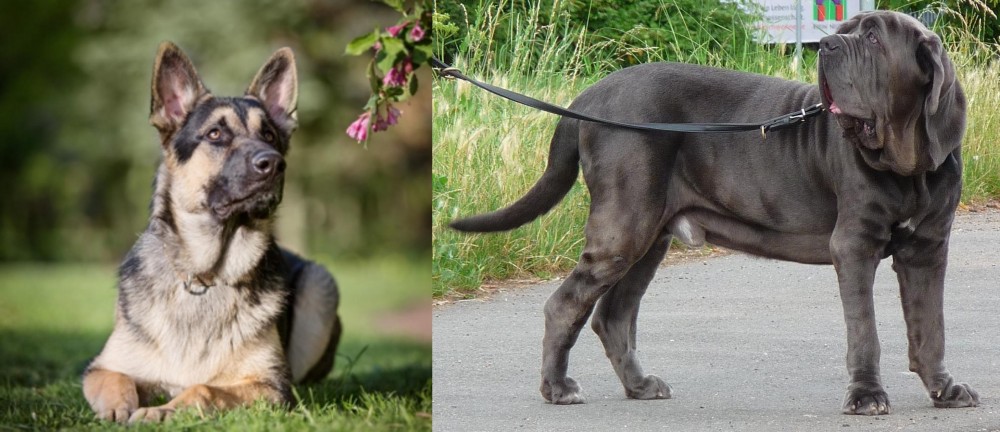 Neapolitan Mastiff vs East European Shepherd - Breed Comparison