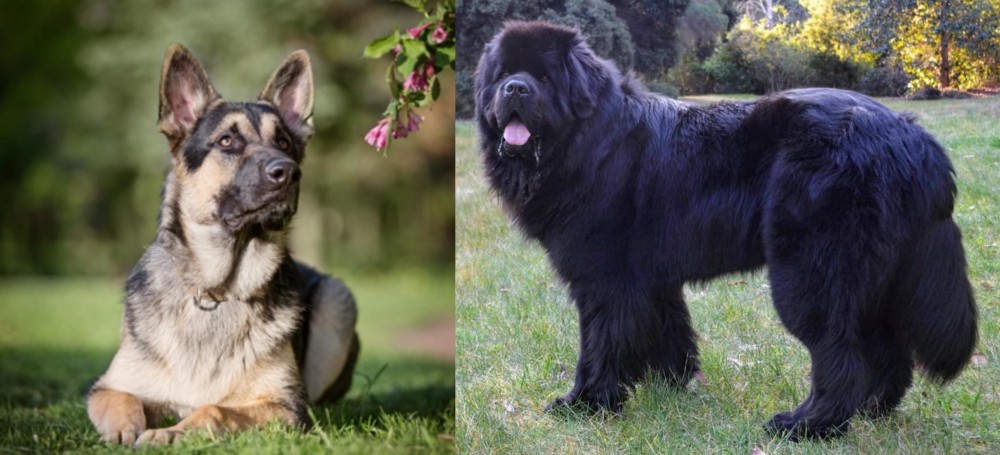 Newfoundland Dog vs East European Shepherd - Breed Comparison