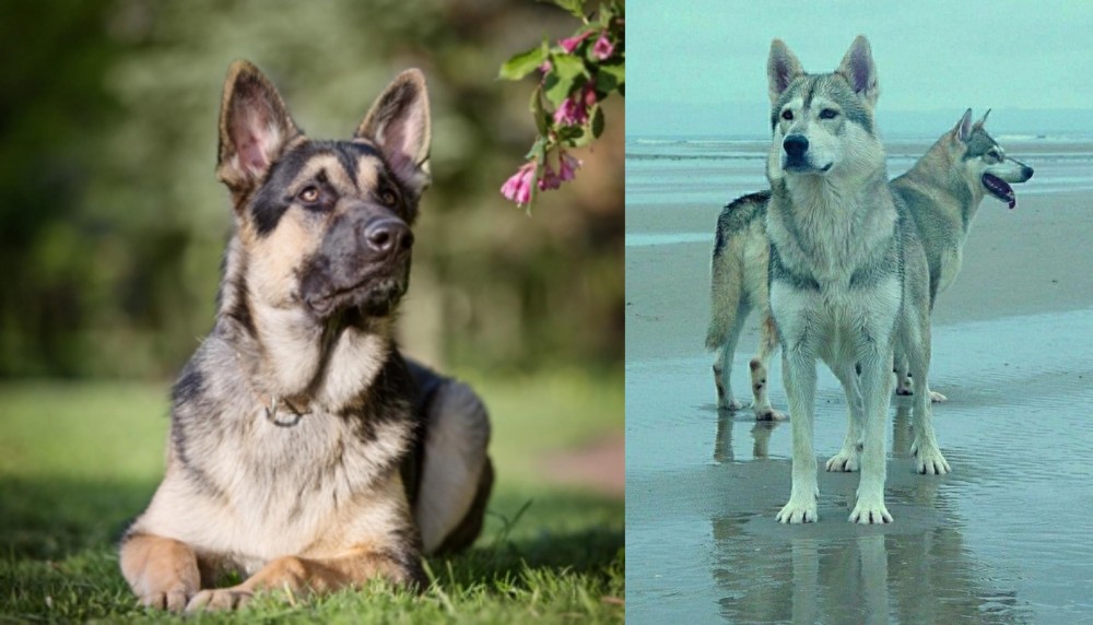 Northern Inuit Dog vs East European Shepherd - Breed Comparison
