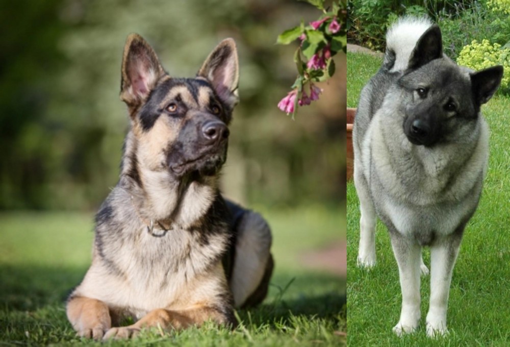 Norwegian Elkhound vs East European Shepherd - Breed Comparison
