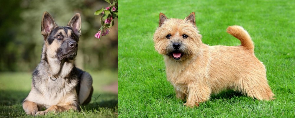 Norwich Terrier vs East European Shepherd - Breed Comparison