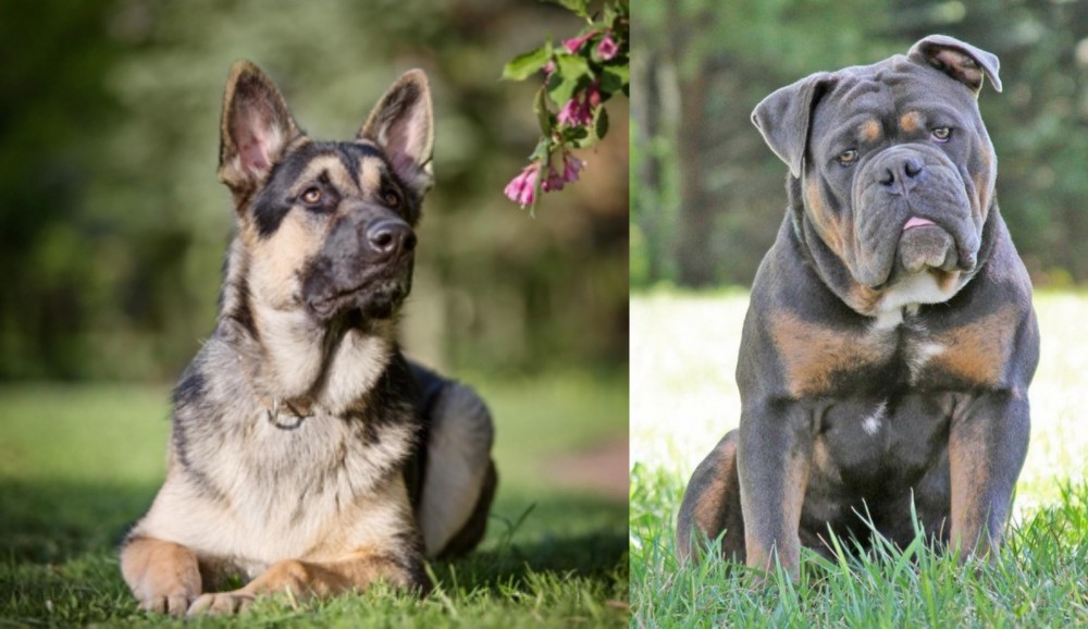 Olde English Bulldogge vs East European Shepherd - Breed Comparison