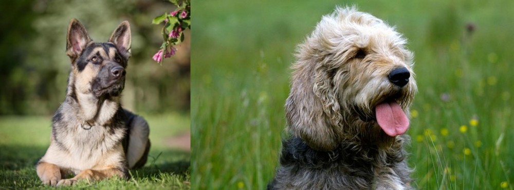 Otterhound vs East European Shepherd - Breed Comparison