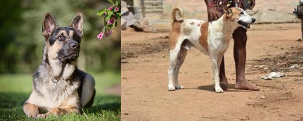 Pandikona vs East European Shepherd - Breed Comparison