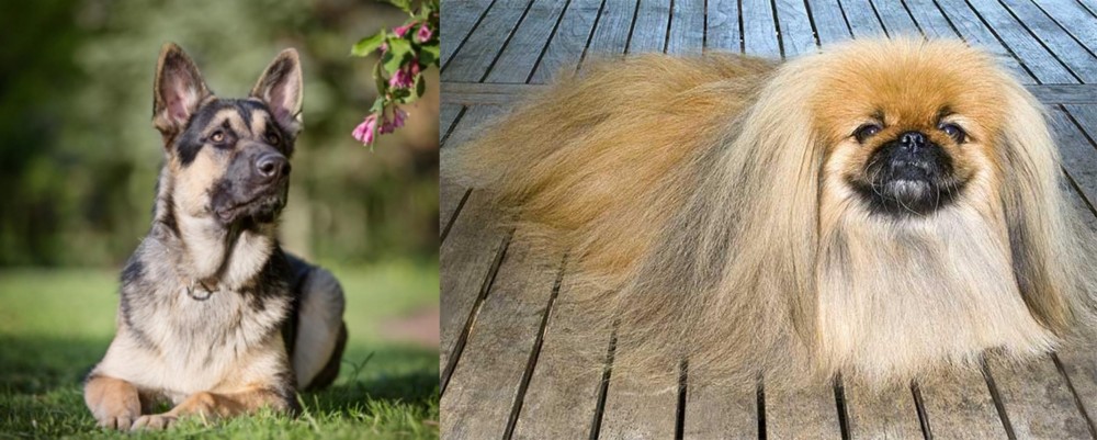 Pekingese vs East European Shepherd - Breed Comparison