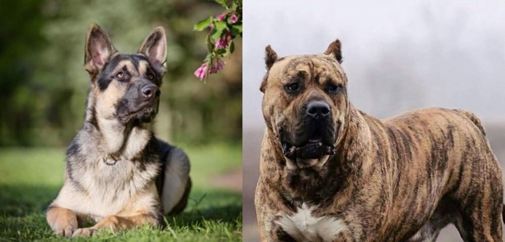 Perro de Presa Canario vs East European Shepherd - Breed Comparison