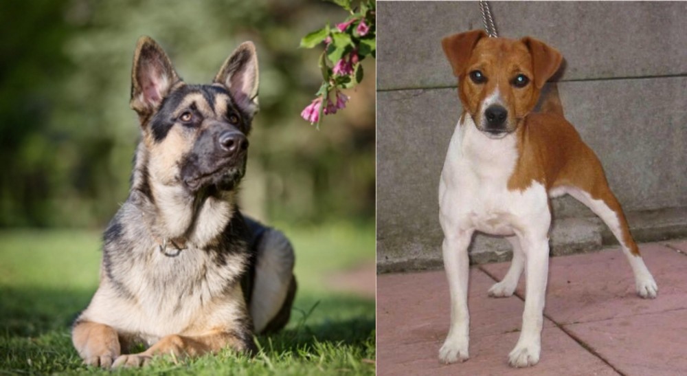 Plummer Terrier vs East European Shepherd - Breed Comparison