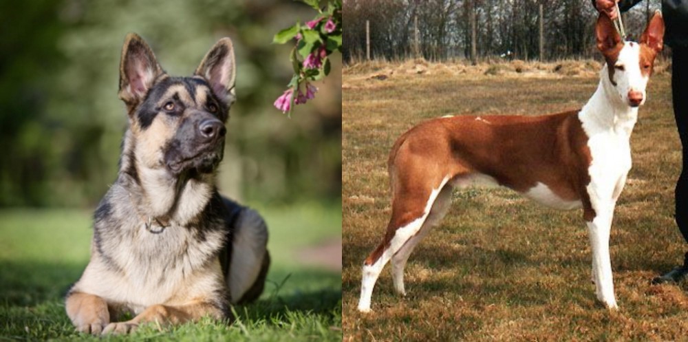 Podenco Canario vs East European Shepherd - Breed Comparison