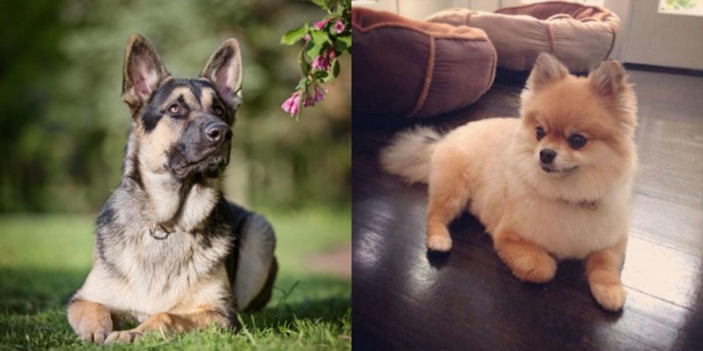 Pomeranian vs East European Shepherd - Breed Comparison
