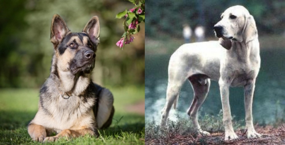 Porcelaine vs East European Shepherd - Breed Comparison