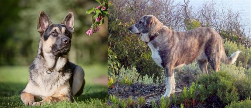 Rafeiro do Alentejo vs East European Shepherd - Breed Comparison