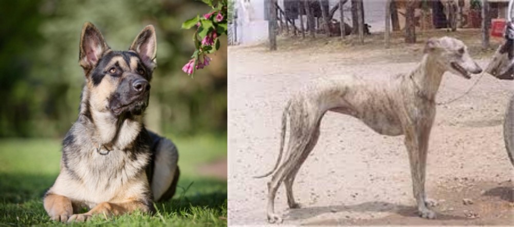 Rampur Greyhound vs East European Shepherd - Breed Comparison