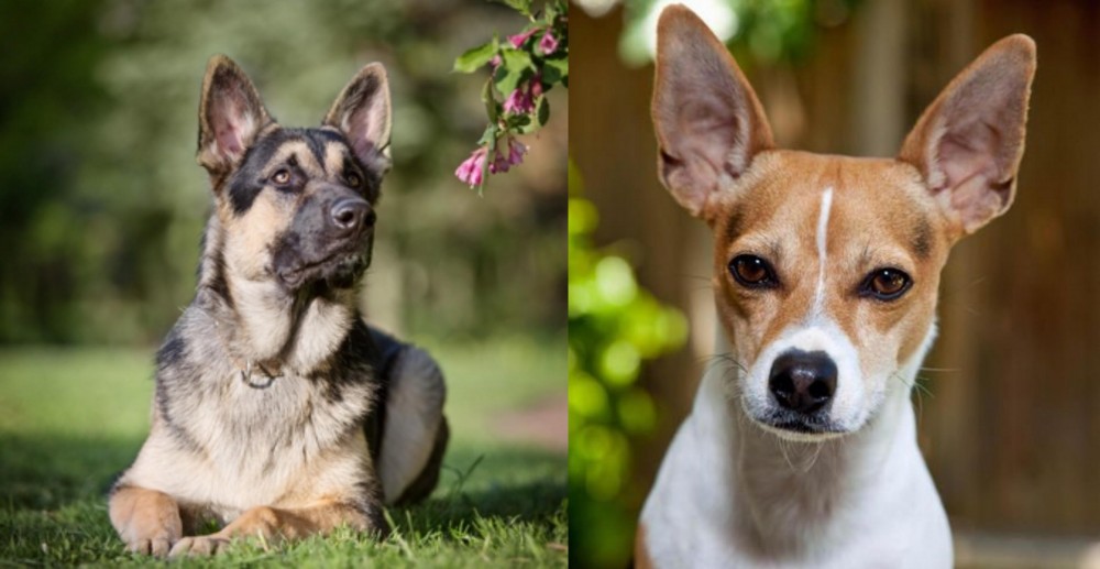 Rat Terrier vs East European Shepherd - Breed Comparison