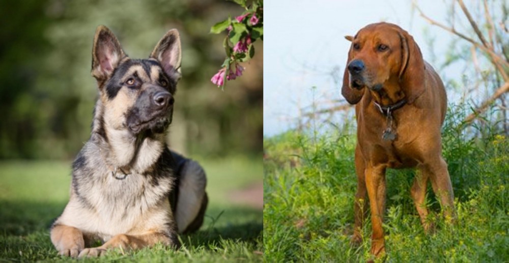 Redbone Coonhound vs East European Shepherd - Breed Comparison