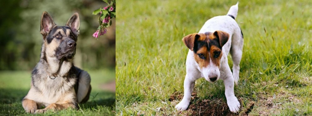 Russell Terrier vs East European Shepherd - Breed Comparison