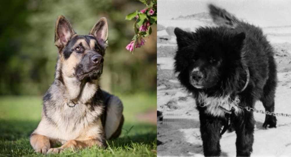 Sakhalin Husky vs East European Shepherd - Breed Comparison