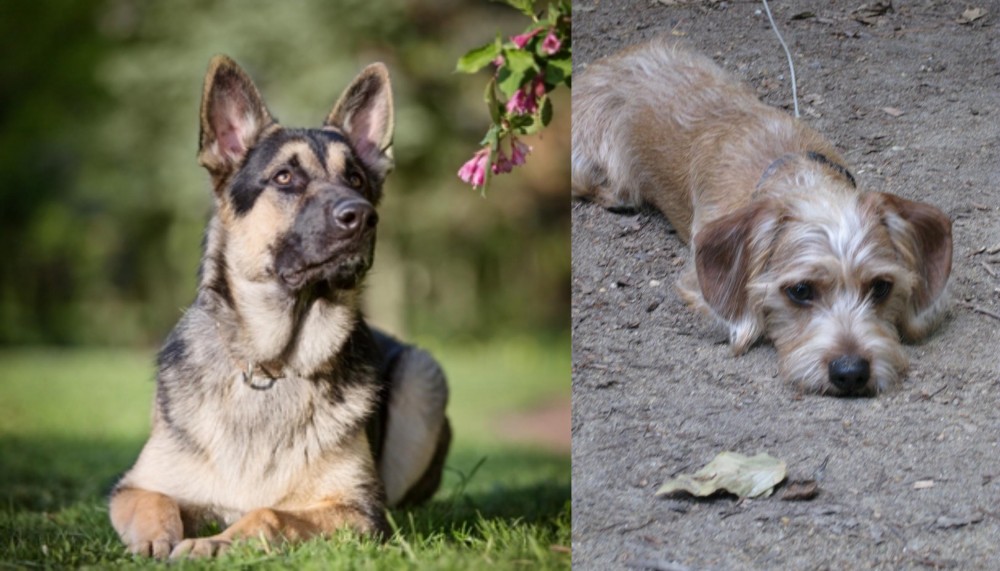Schweenie vs East European Shepherd - Breed Comparison