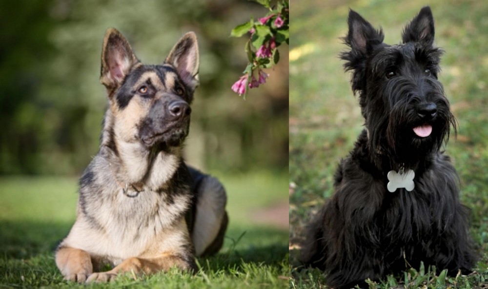 Scoland Terrier vs East European Shepherd - Breed Comparison