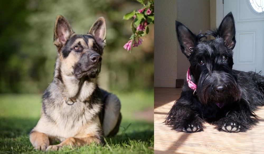 Scottish Terrier vs East European Shepherd - Breed Comparison
