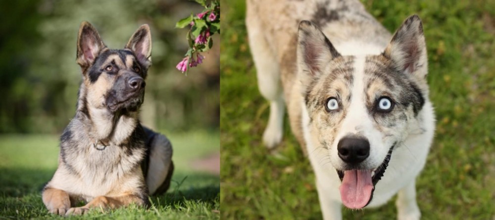 Shepherd Husky vs East European Shepherd - Breed Comparison