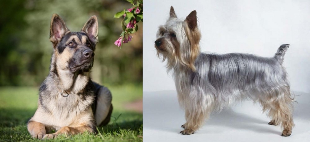 Silky Terrier vs East European Shepherd - Breed Comparison