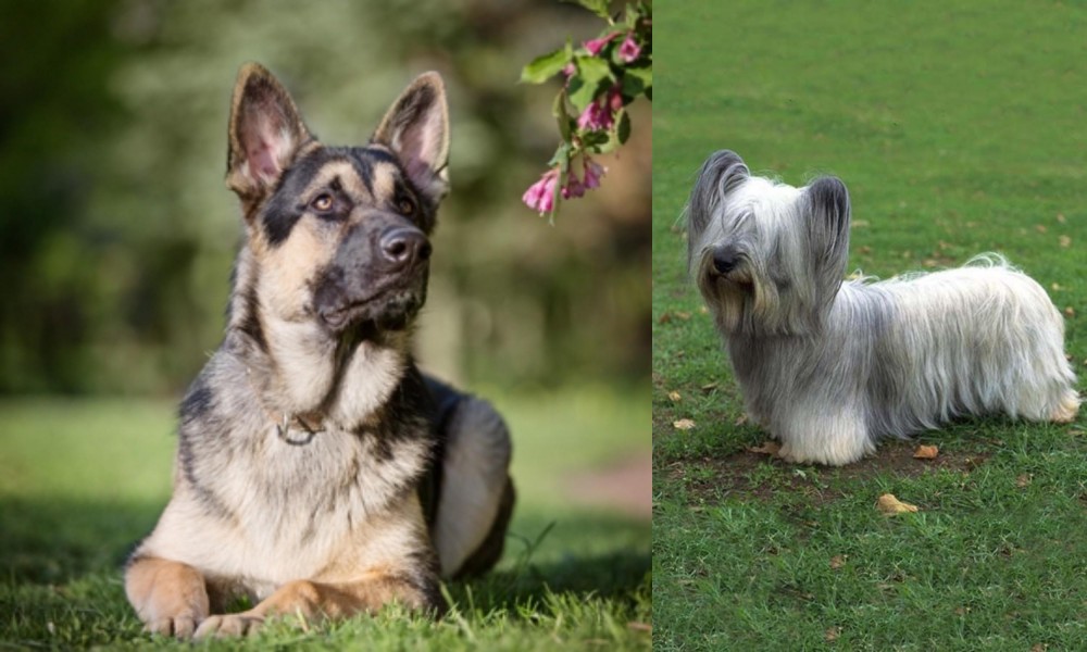 Skye Terrier vs East European Shepherd - Breed Comparison