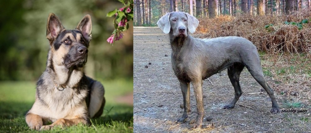 Slovensky Hrubosrsty Stavac vs East European Shepherd - Breed Comparison