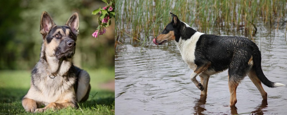 Smooth Collie vs East European Shepherd - Breed Comparison