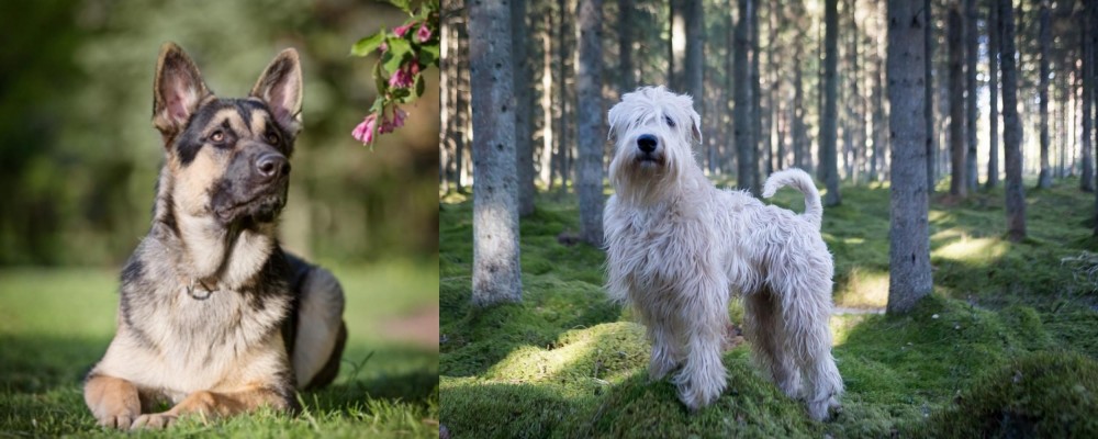 Soft-Coated Wheaten Terrier vs East European Shepherd - Breed Comparison