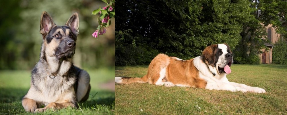 St. Bernard vs East European Shepherd - Breed Comparison