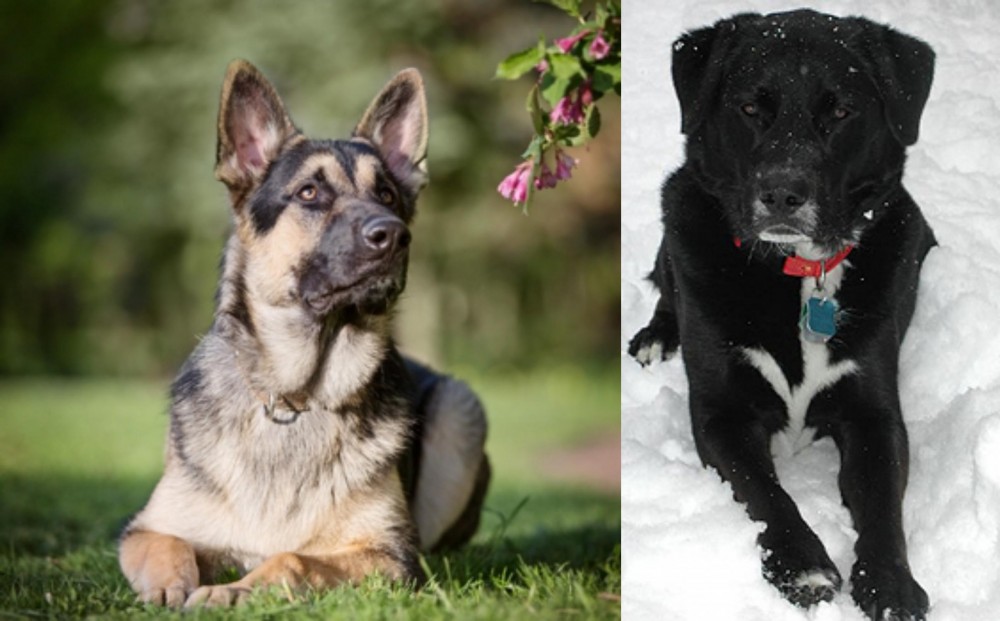St. John's Water Dog vs East European Shepherd - Breed Comparison