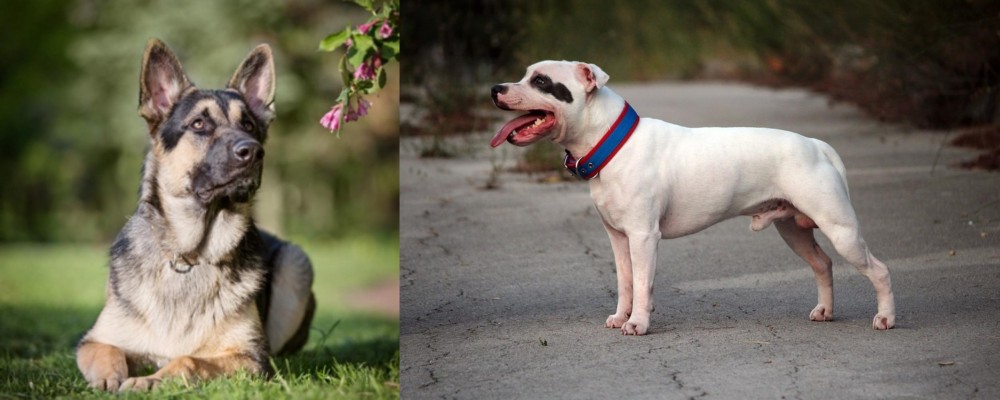 Staffordshire Bull Terrier vs East European Shepherd - Breed Comparison