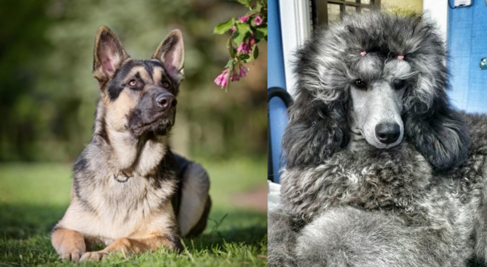 Standard Poodle vs East European Shepherd - Breed Comparison