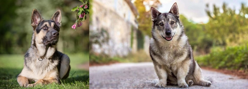 Swedish Vallhund vs East European Shepherd - Breed Comparison