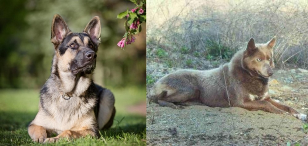 Tahltan Bear Dog vs East European Shepherd - Breed Comparison