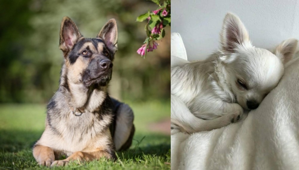Tea Cup Chihuahua vs East European Shepherd - Breed Comparison