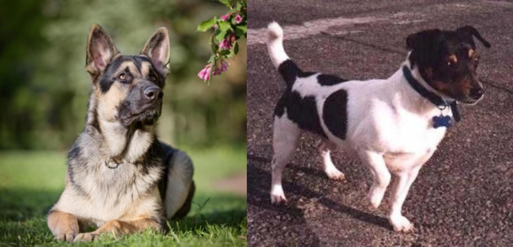 Teddy Roosevelt Terrier vs East European Shepherd - Breed Comparison