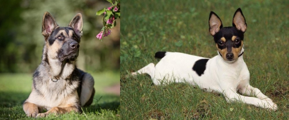 Toy Fox Terrier vs East European Shepherd - Breed Comparison