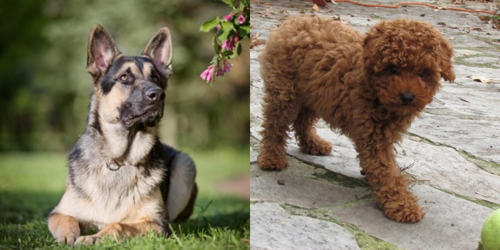 Toy Poodle vs East European Shepherd - Breed Comparison