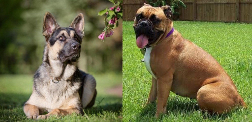 Valley Bulldog vs East European Shepherd - Breed Comparison