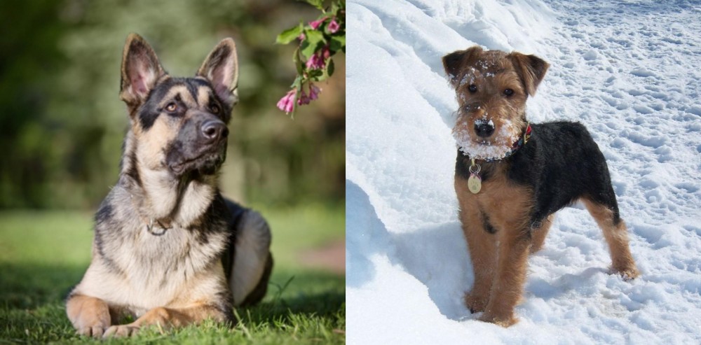 Welsh Terrier vs East European Shepherd - Breed Comparison