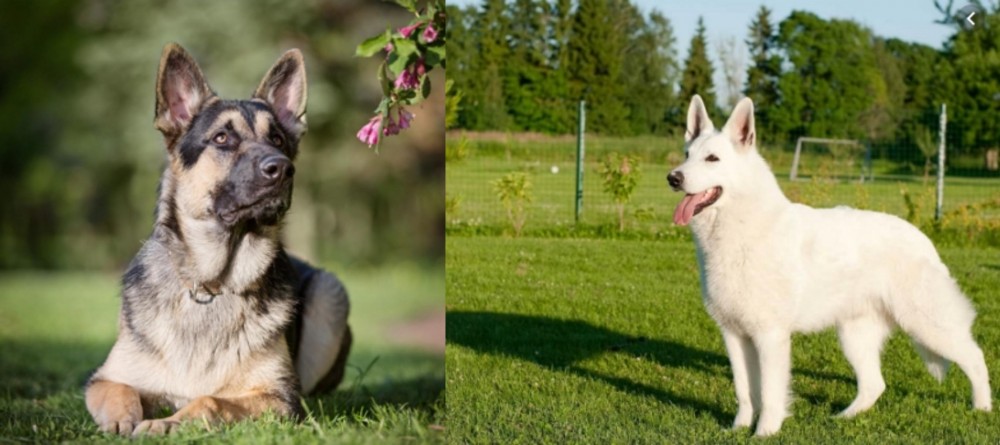 White Shepherd vs East European Shepherd - Breed Comparison